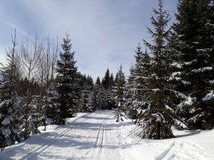 Langlaufen in Puchenstuben